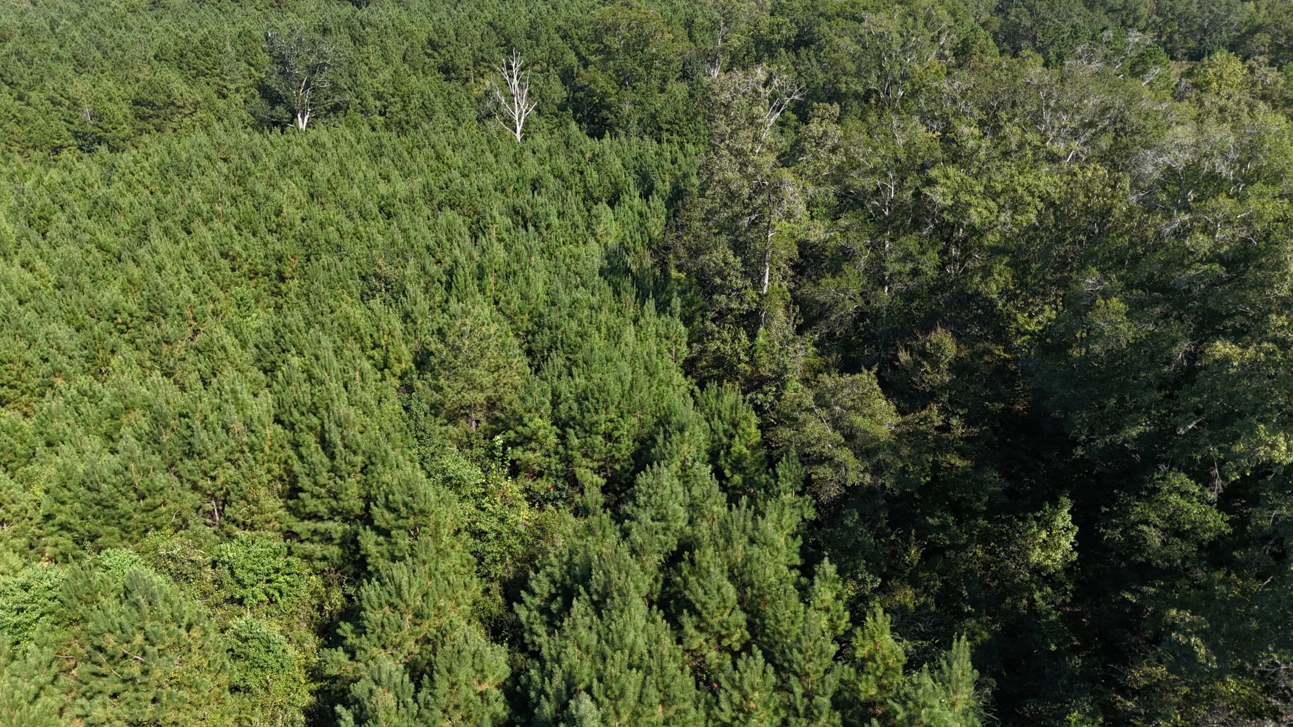 Timberland for Sale Union Parish – Arrant Place