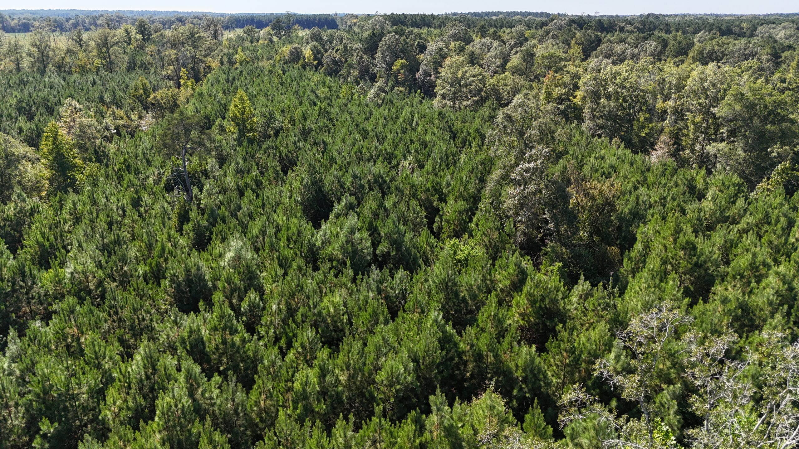 Timberland for Sale Union Parish – Arrant Place