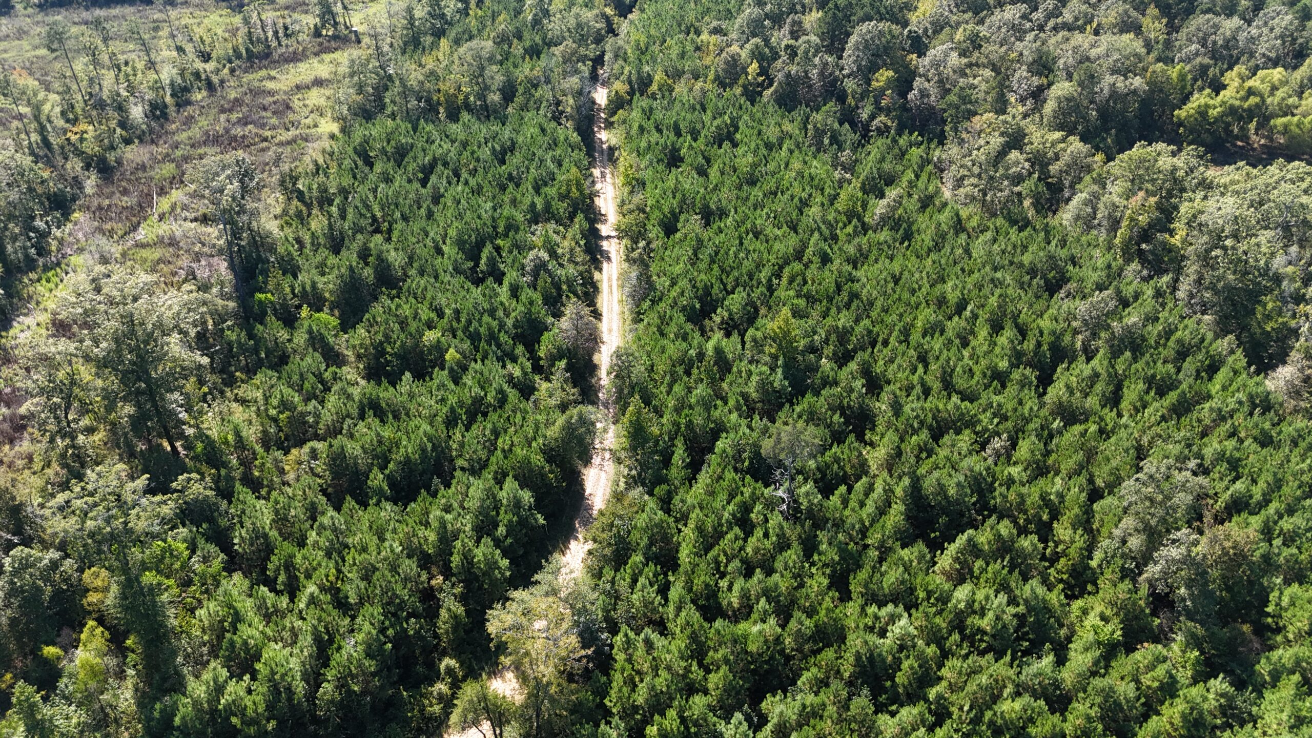 Timberland for Sale Union Parish – Arrant Place