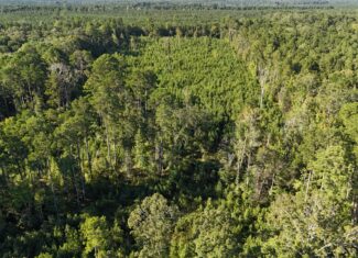 Small Hunting Tract for Sale in Marion, LA – Mclemore Tract