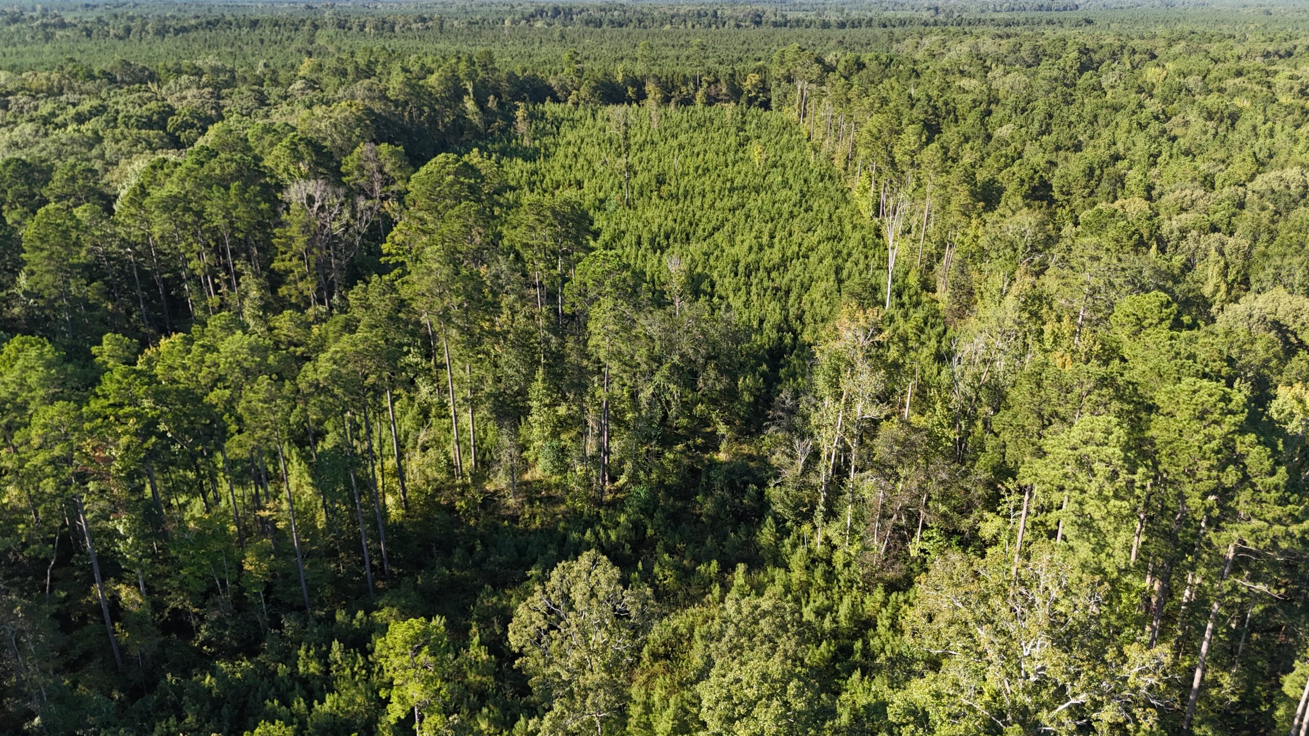 Small Hunting Tract for Sale in Marion, LA – Mclemore Tract