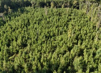 Small Hunting Tract for Sale in Marion, LA – Mclemore Tract