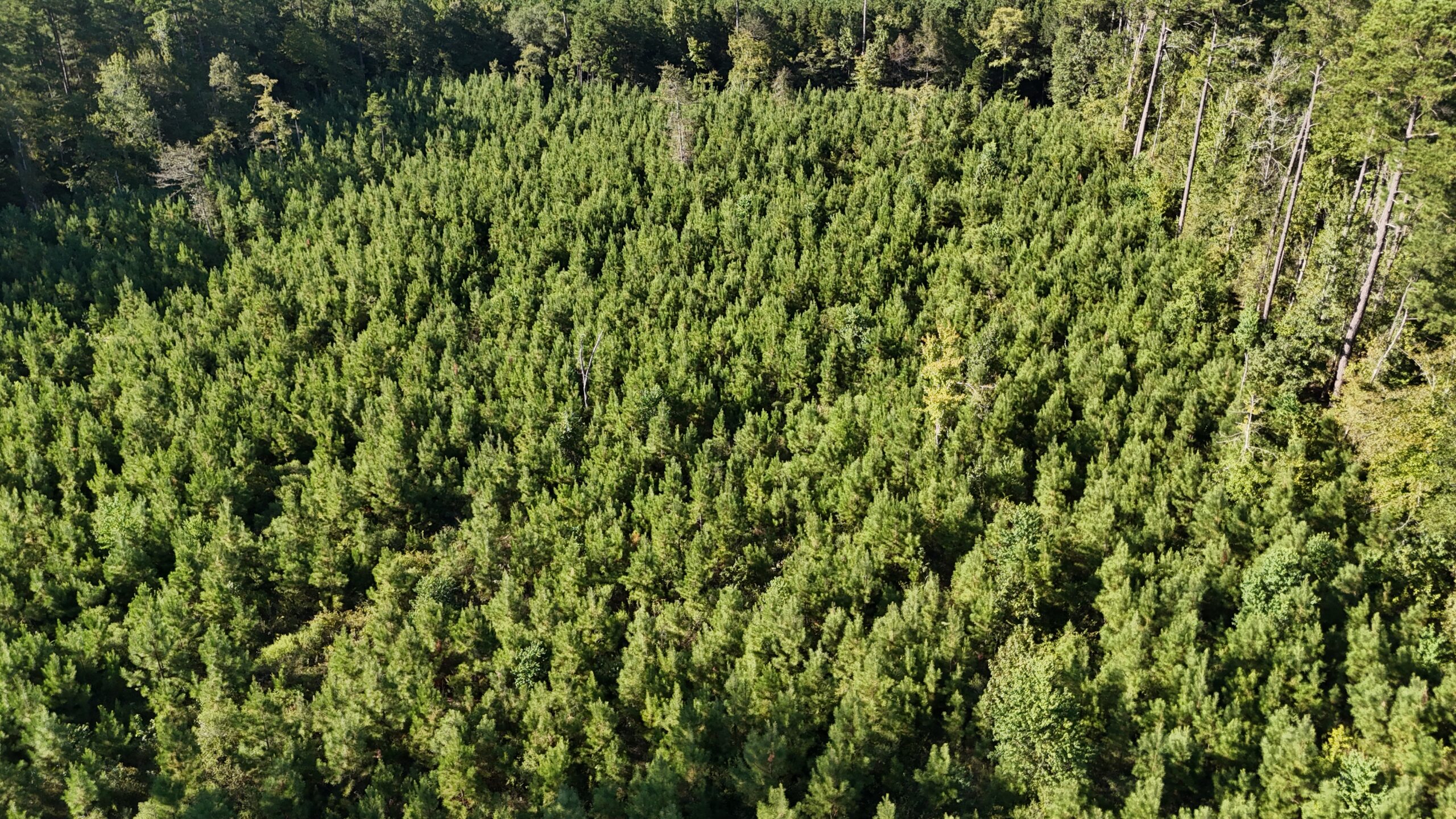 Small Hunting Tract for Sale in Marion, LA – Mclemore Tract