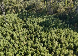 Small Hunting Tract for Sale in Marion, LA – Mclemore Tract