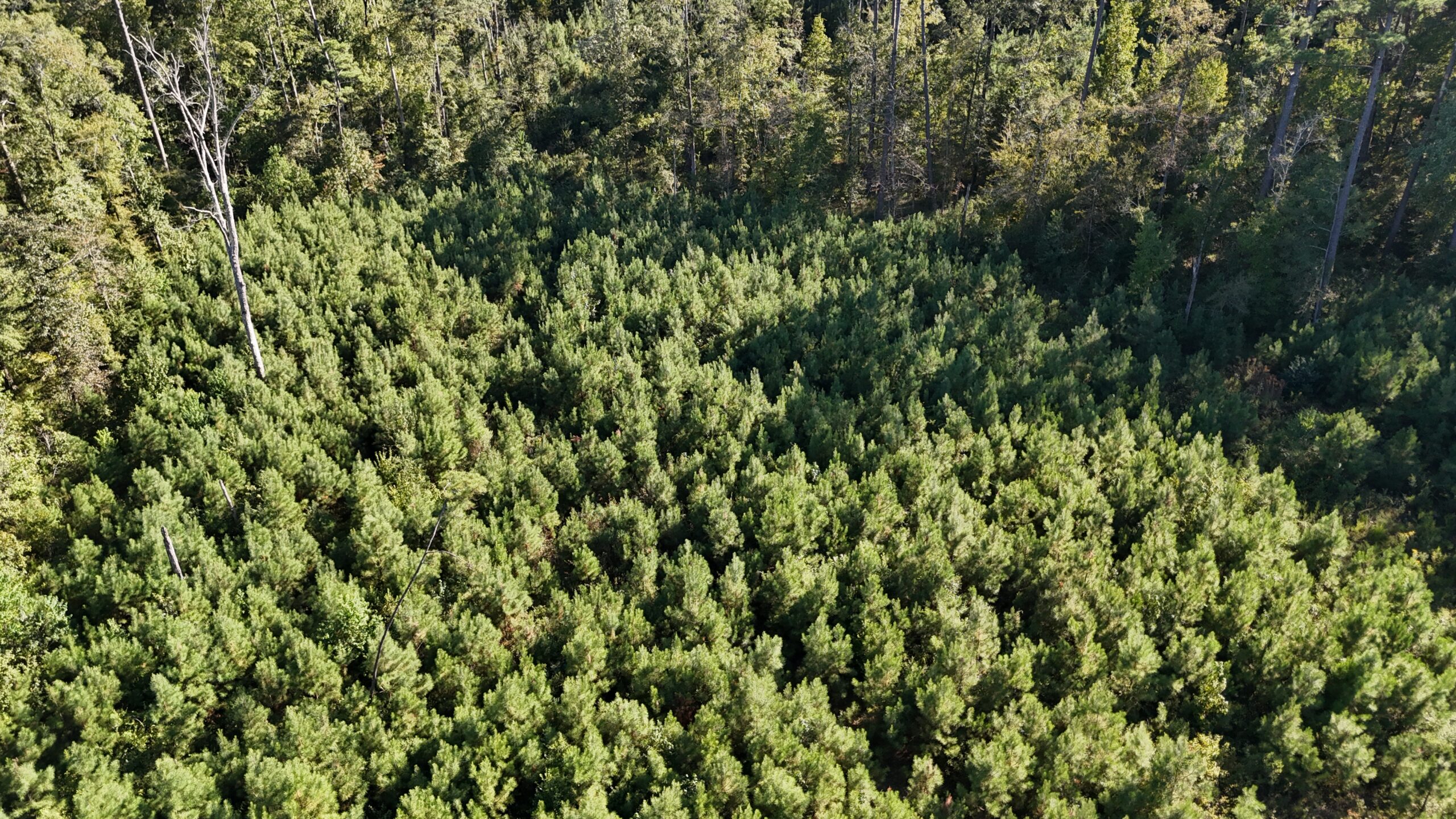 Small Hunting Tract for Sale in Marion, LA – Mclemore Tract