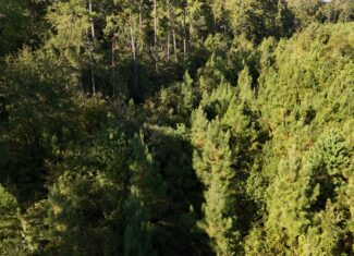 Small Hunting Tract for Sale in Marion, LA – Mclemore Tract