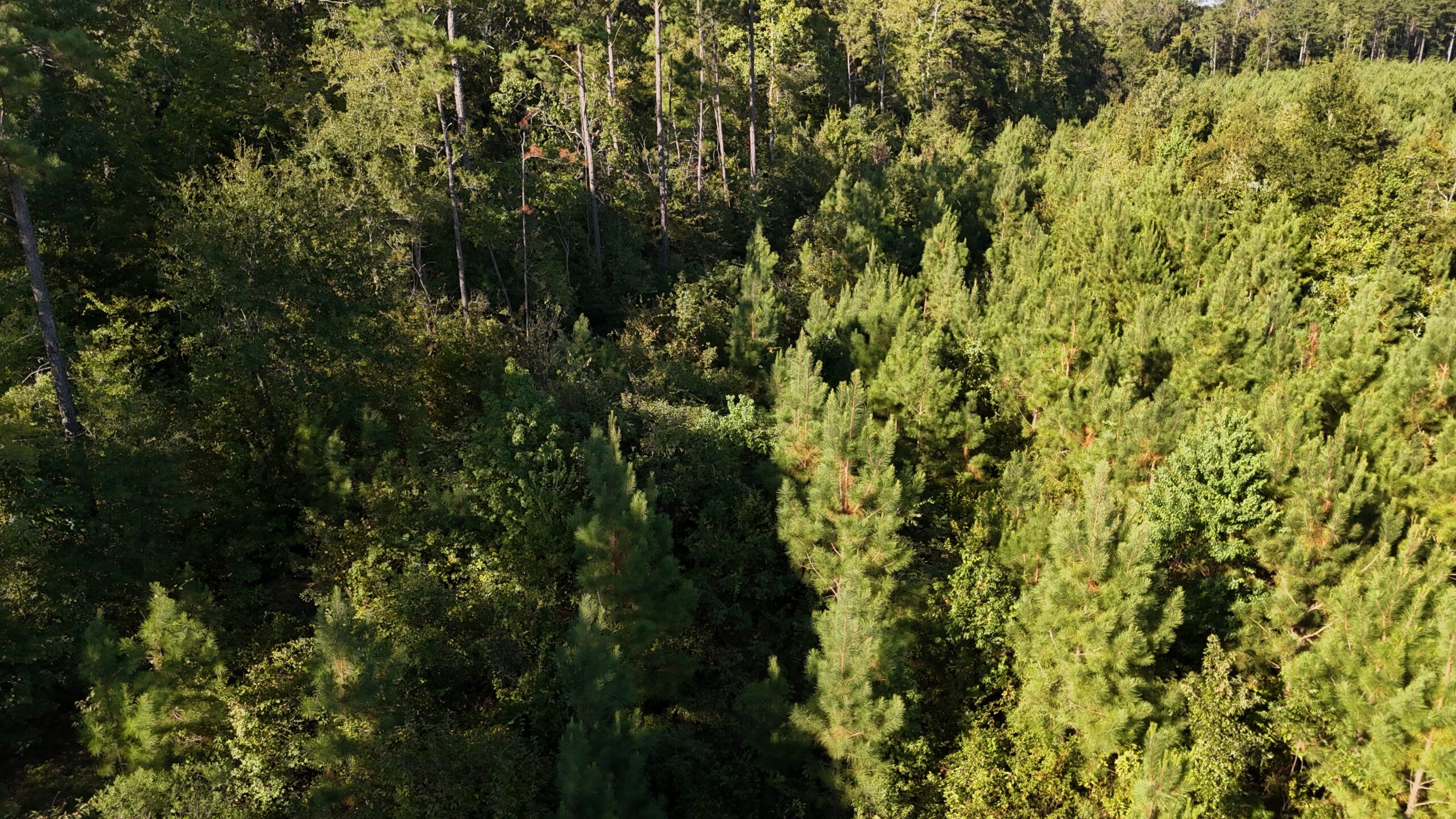 Small Hunting Tract for Sale in Marion, LA – Mclemore Tract