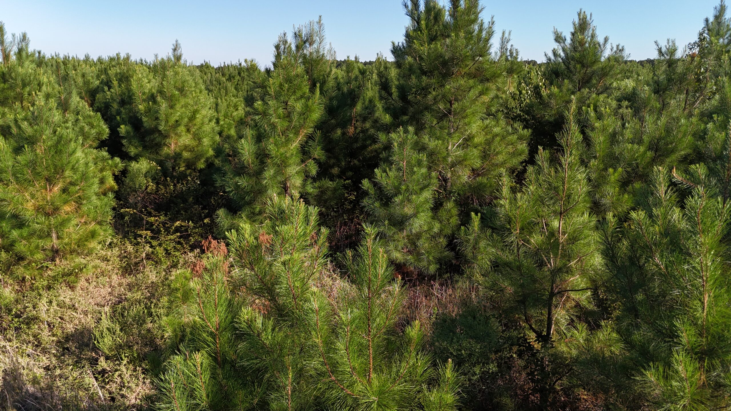 Small Hunting Tract for Sale in Marion, LA – Mclemore Tract