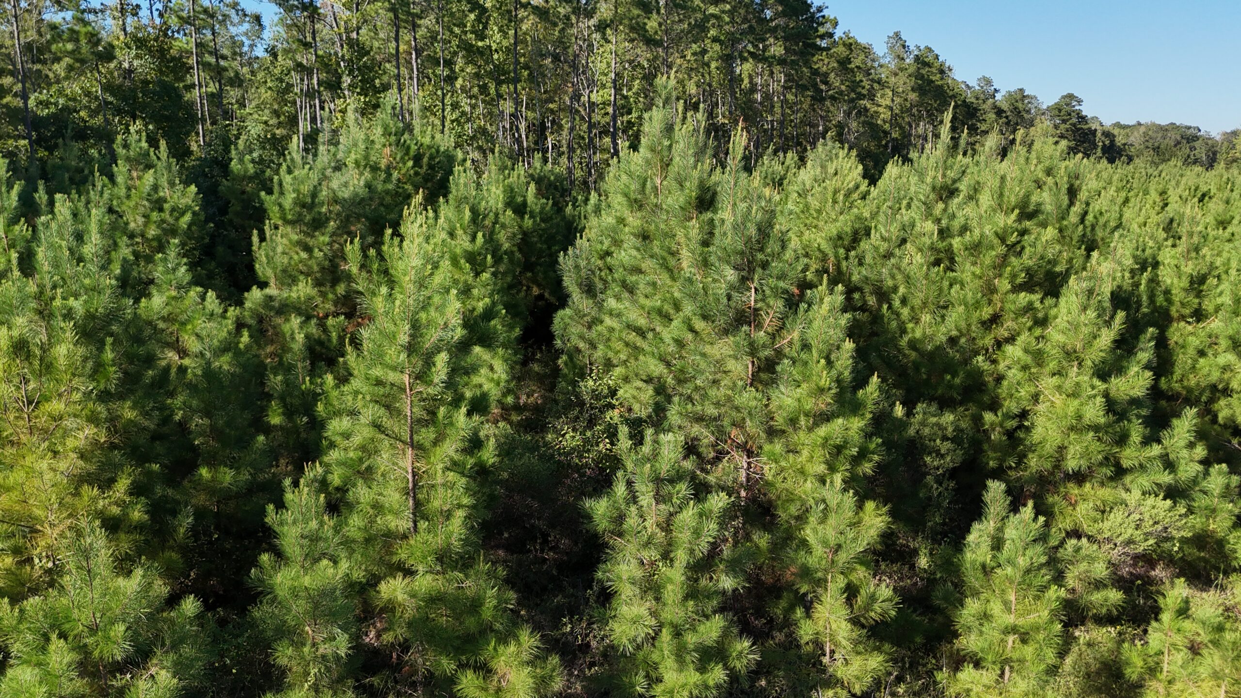Small Hunting Tract for Sale in Marion, LA – Mclemore Tract
