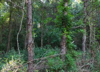 Small Hunting Tract for Sale in Marion, LA – Mclemore Tract