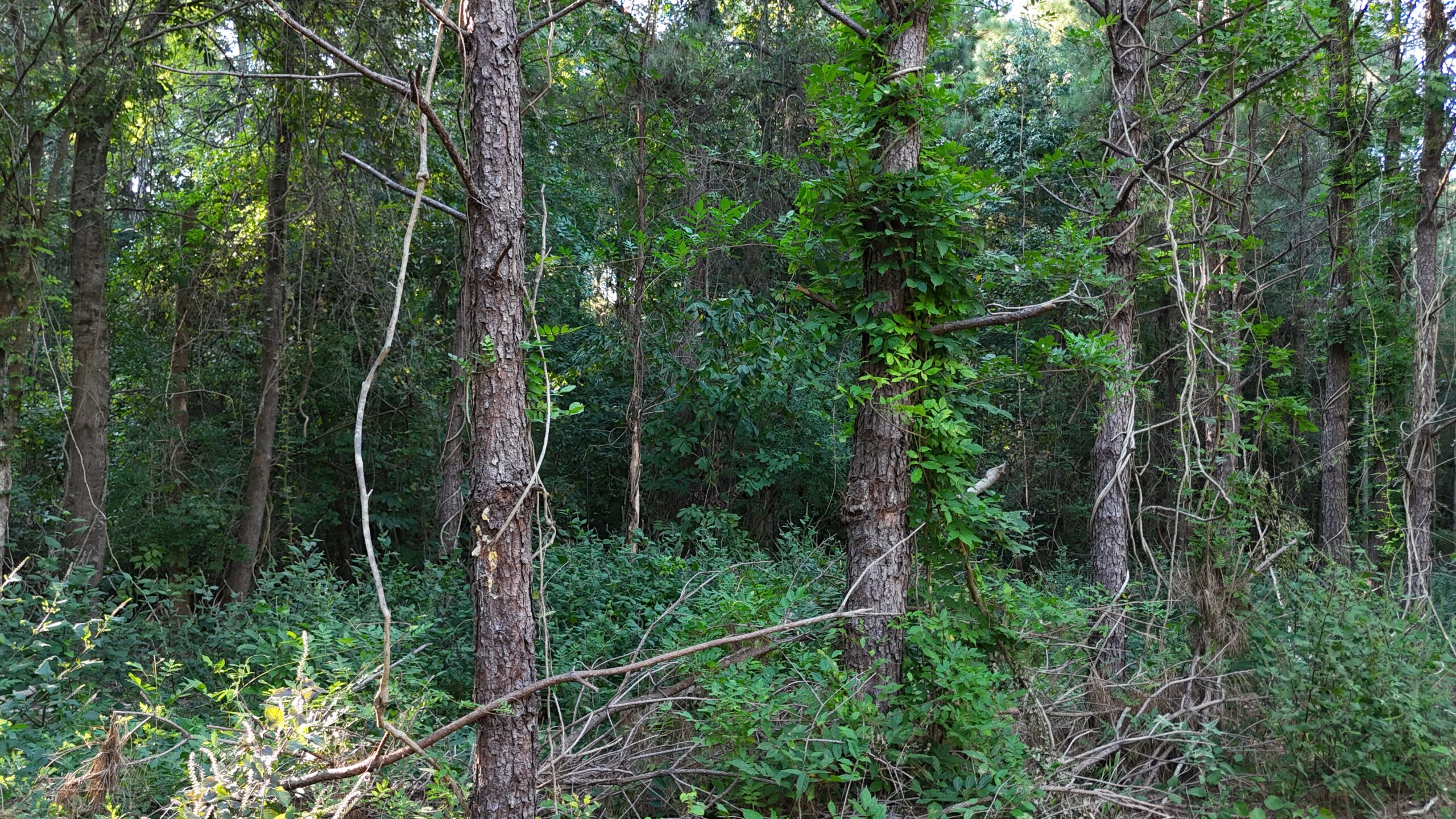Small Hunting Tract for Sale in Marion, LA – Mclemore Tract