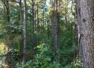 Small Hunting Tract for Sale in Marion, LA – Mclemore Tract