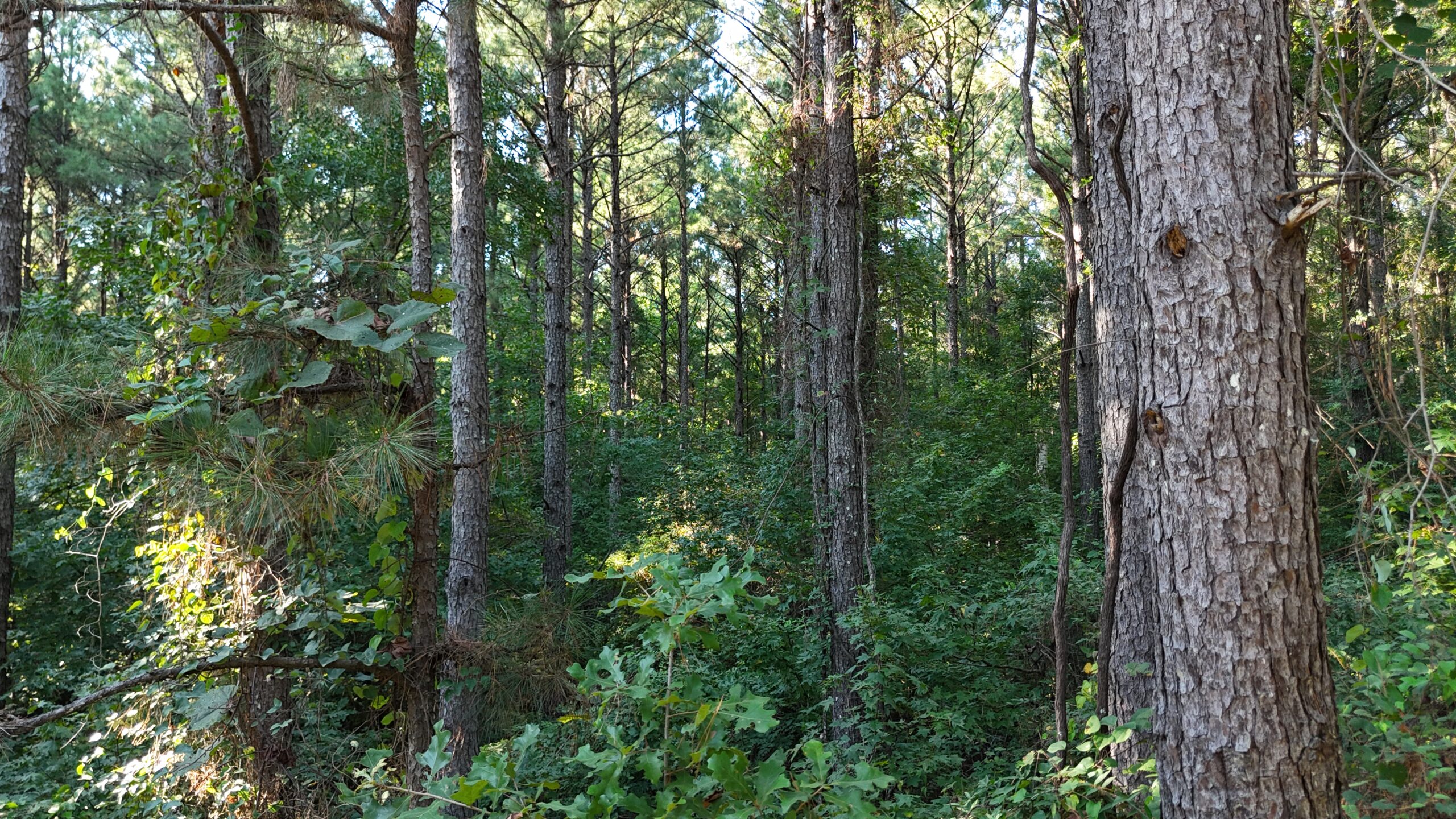 Small Hunting Tract for Sale in Marion, LA – Mclemore Tract