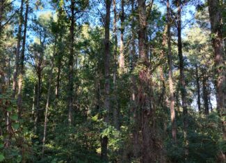 Small Hunting Tract for Sale in Marion, LA – Mclemore Tract