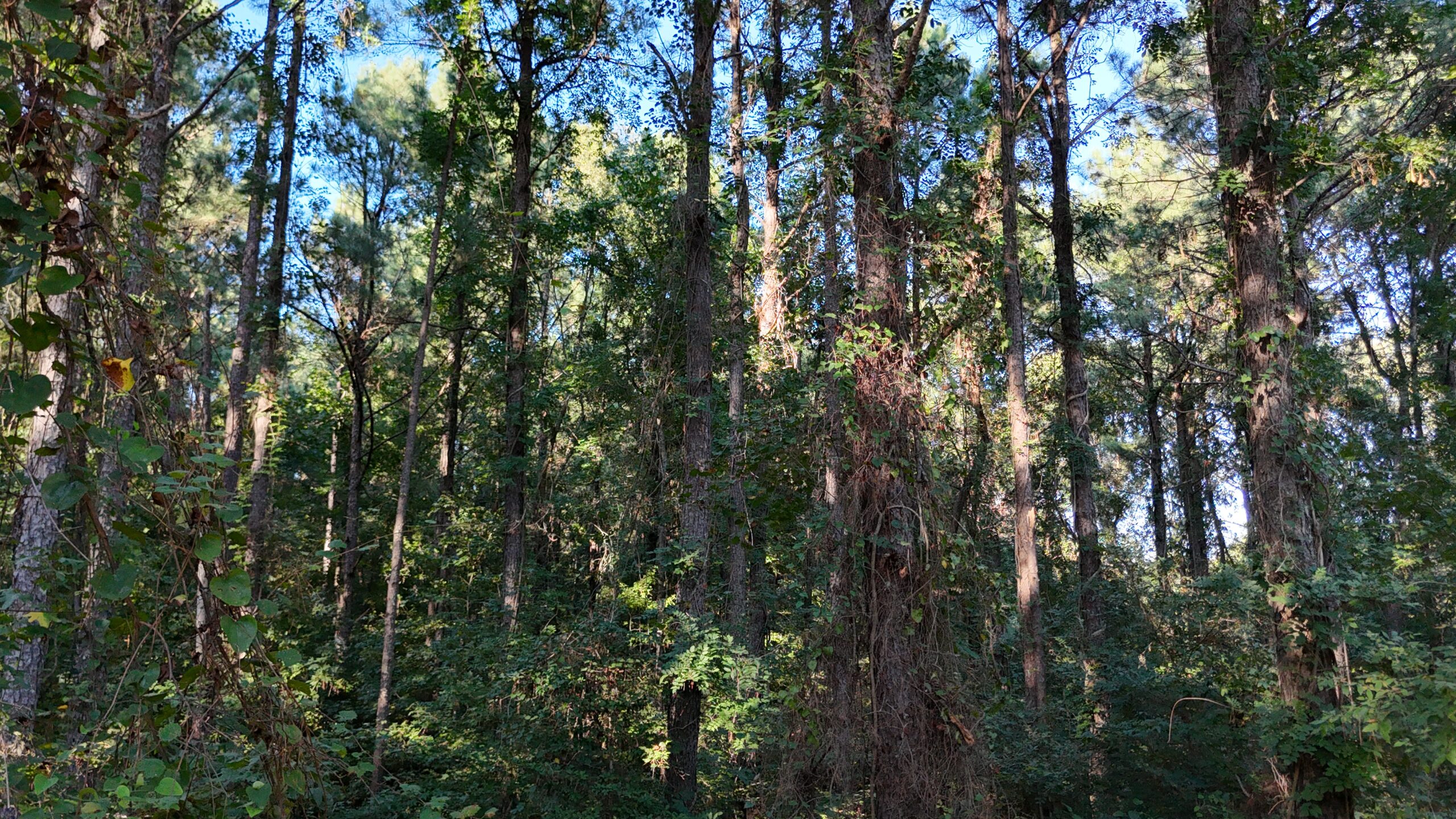 Small Hunting Tract for Sale in Marion, LA – Mclemore Tract