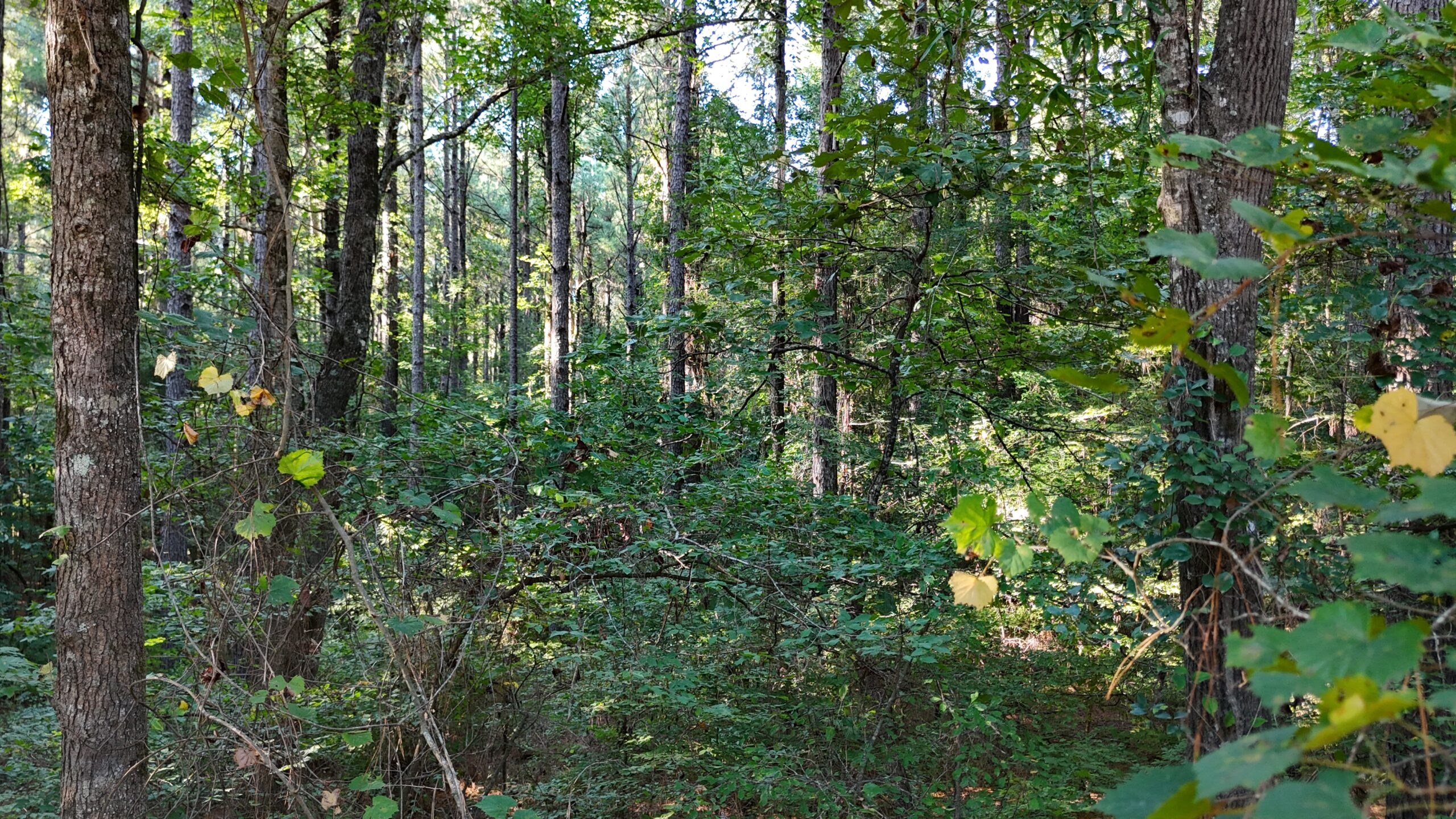 Small Hunting Tract for Sale in Marion, LA – Mclemore Tract