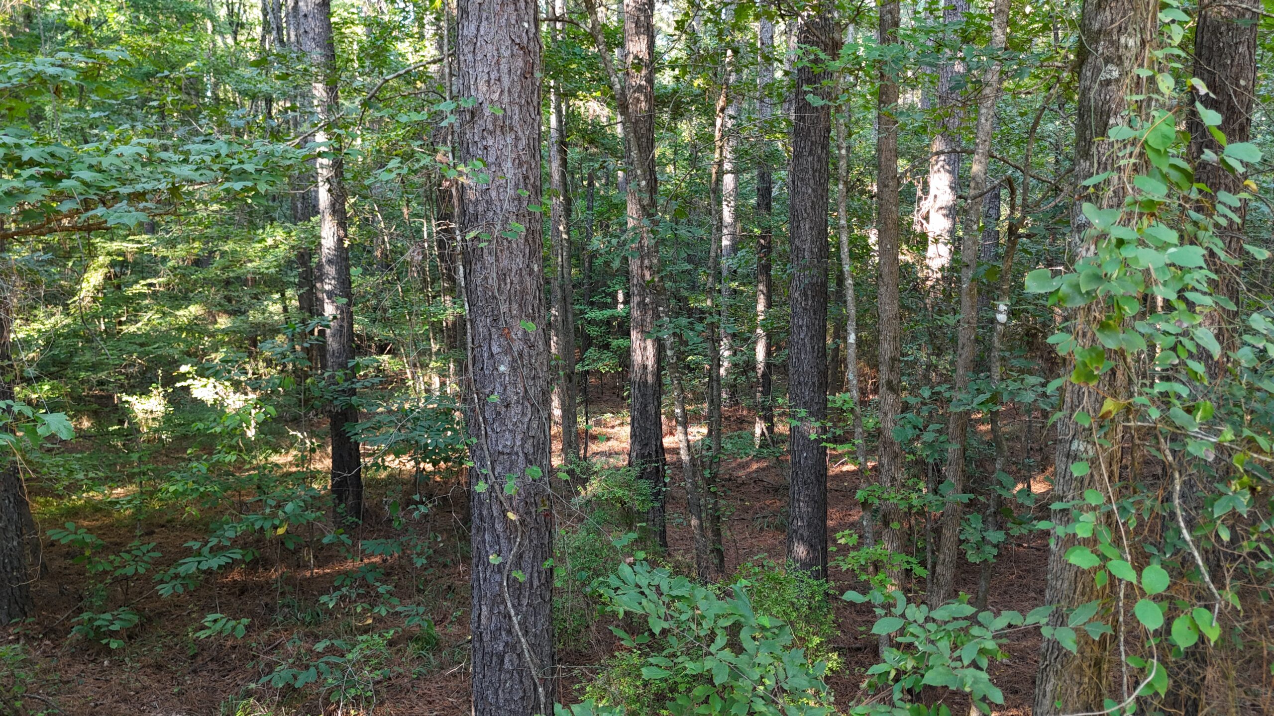 Small Hunting Tract for Sale in Marion, LA – Mclemore Tract