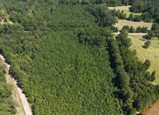 16 Acres Timberland for Sale in Union Parish – McBroom Tract