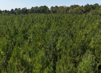 16 Acres Timberland for Sale in Union Parish – McBroom Tract