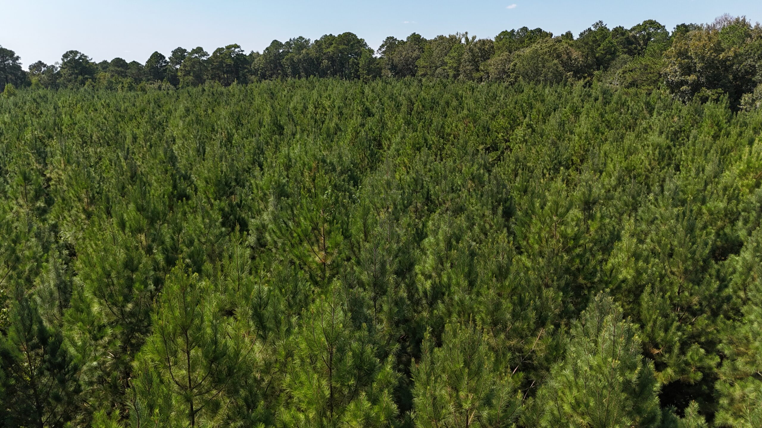 16 Acres Timberland for Sale in Union Parish – McBroom Tract