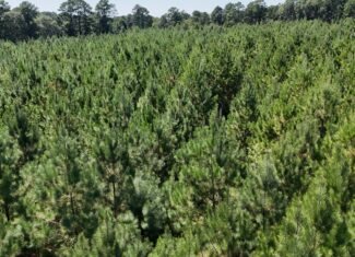 16 Acres Timberland for Sale in Union Parish – McBroom Tract