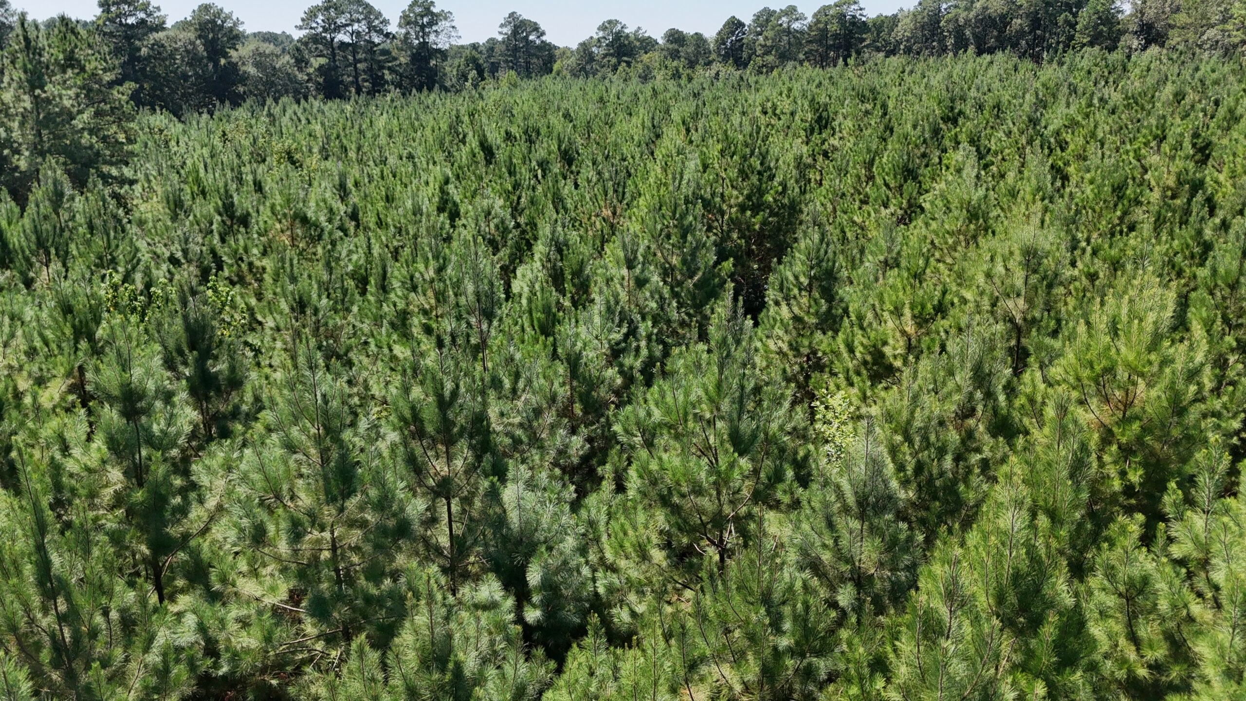 16 Acres Timberland for Sale in Union Parish – McBroom Tract