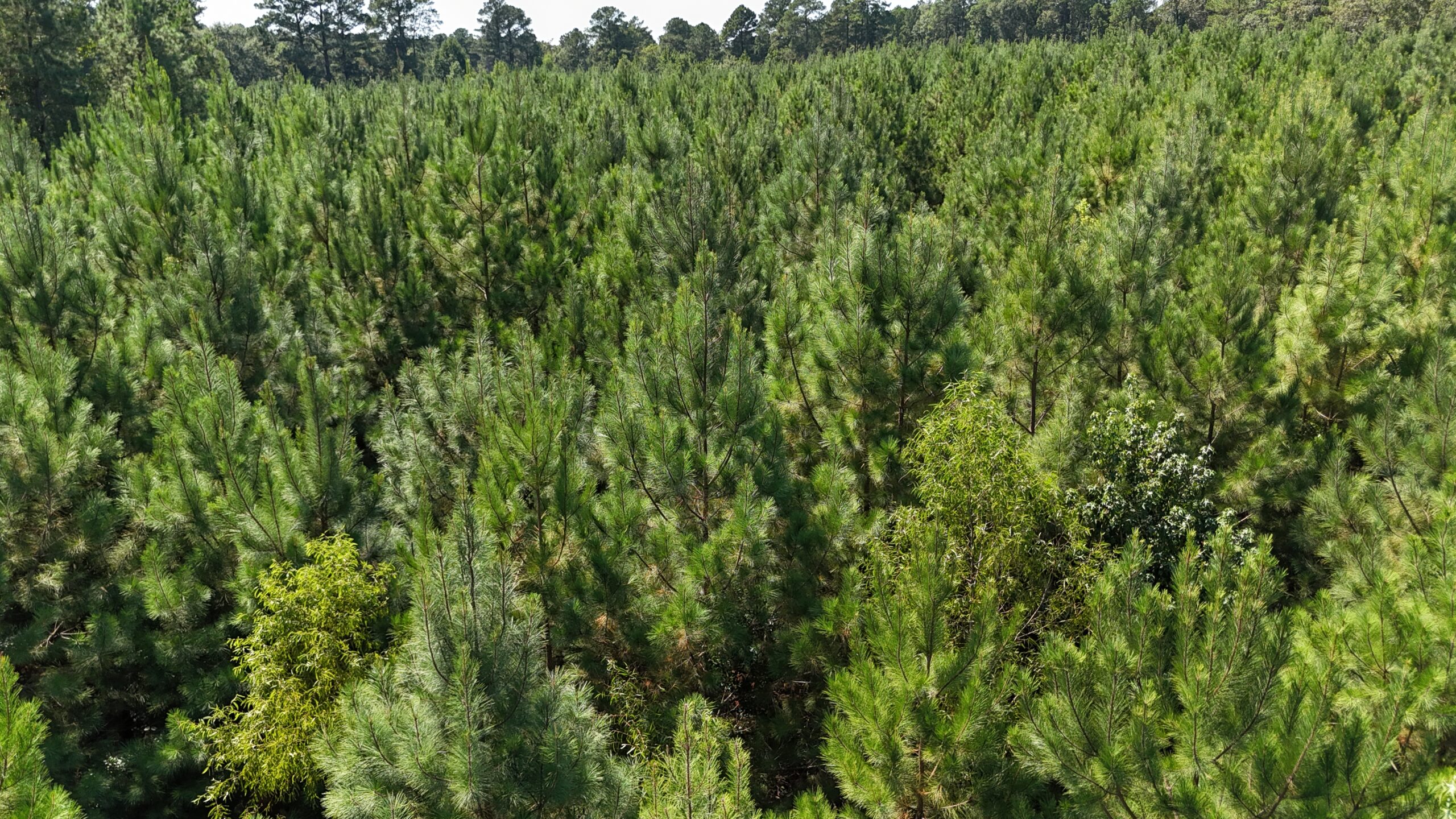 16 Acres Timberland for Sale in Union Parish – McBroom Tract