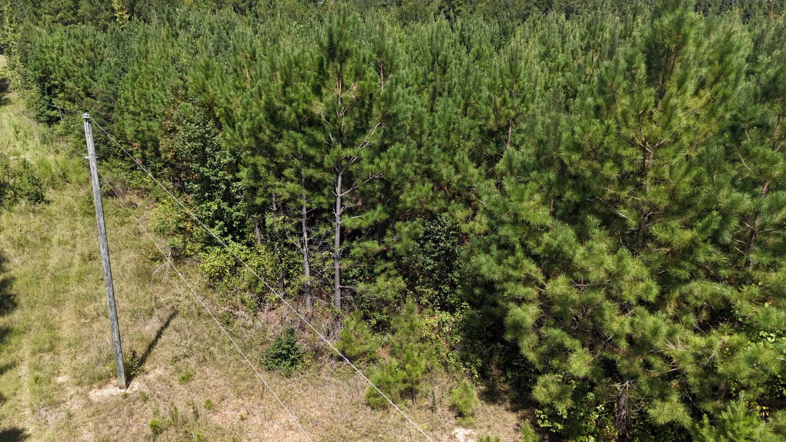 16 Acres Timberland for Sale in Union Parish – McBroom Tract