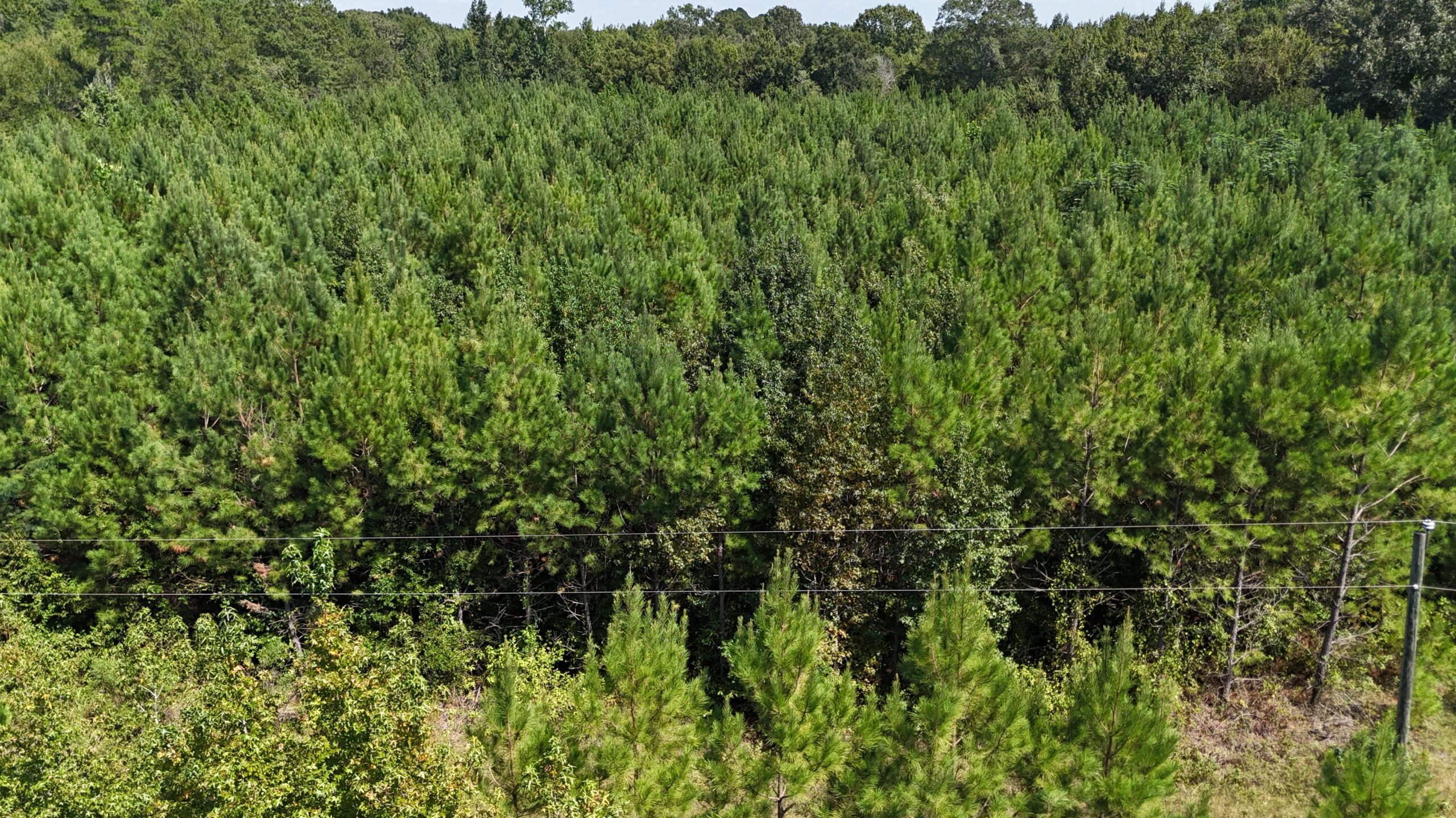 16 Acres Timberland for Sale in Union Parish – McBroom Tract