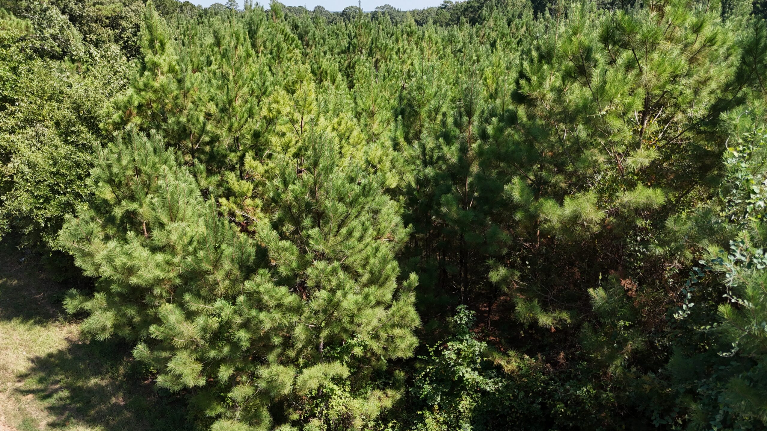 16 Acres Timberland for Sale in Union Parish – McBroom Tract