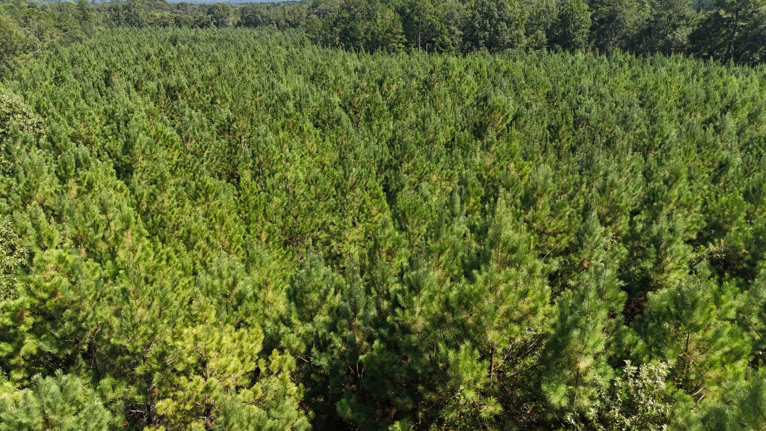 16 Acres Timberland for Sale in Union Parish – McBroom Tract