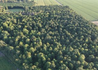 25 Acres Timber & Hunting Land for Sale in NC