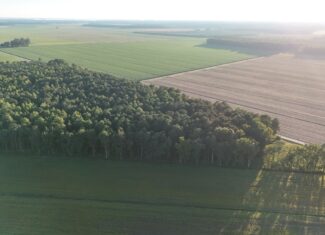 25 Acres Timber & Hunting Land for Sale in NC