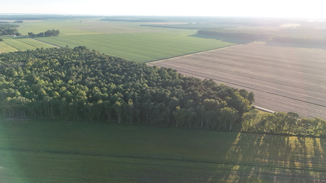 25 Acres Timber & Hunting Land for Sale in NC
