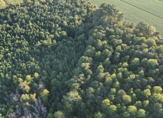25 Acres Timber & Hunting Land for Sale in NC
