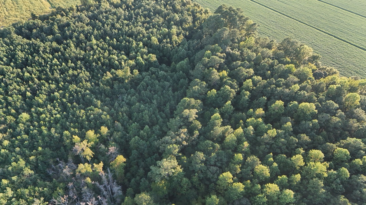 25 Acres Timber & Hunting Land for Sale in NC