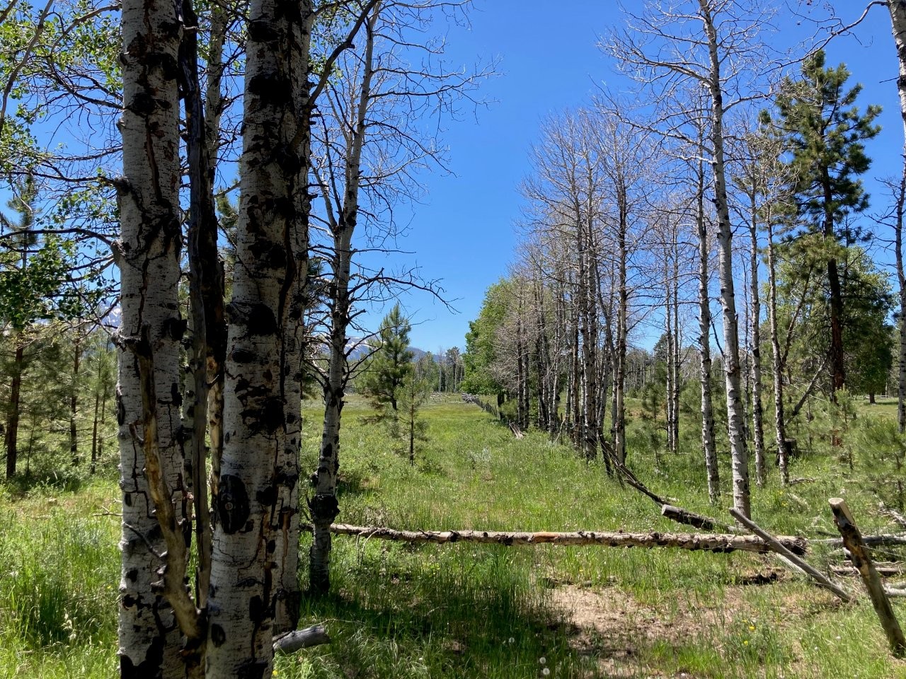 161 Acres San Juan Mountain Land for Sale in Placerville, CO