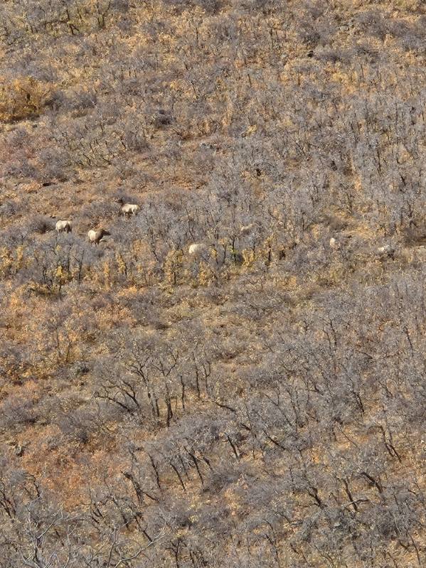 Western Colorado Outfitting Business for Sale (No deeded property)