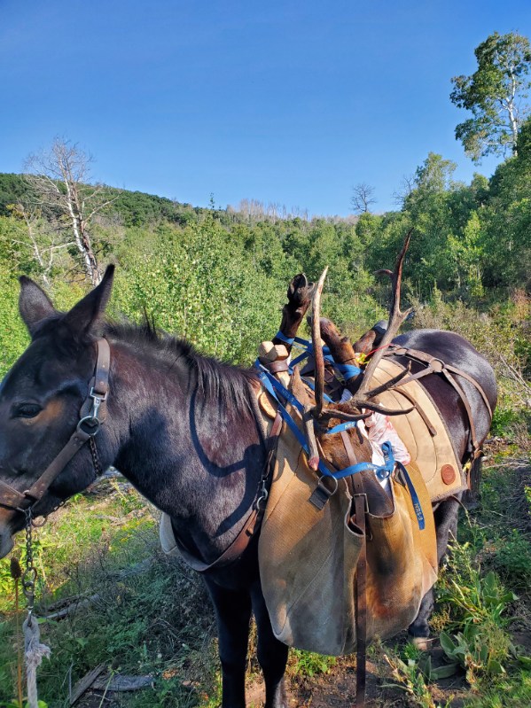 Western Colorado Outfitting Business for Sale (No deeded property)