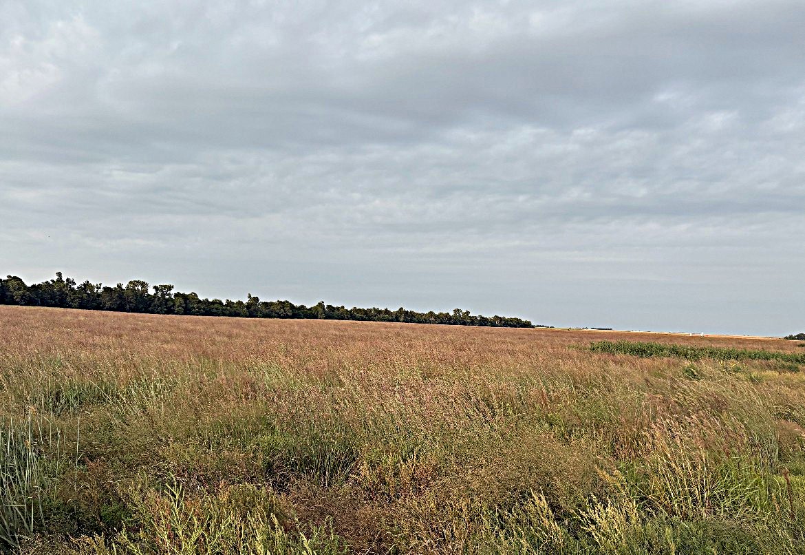Stafford County KS Prime Hunting Property