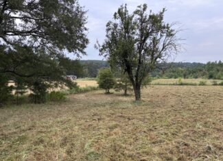 Great Homesite in Linden, Texas with Hunting Opportunities