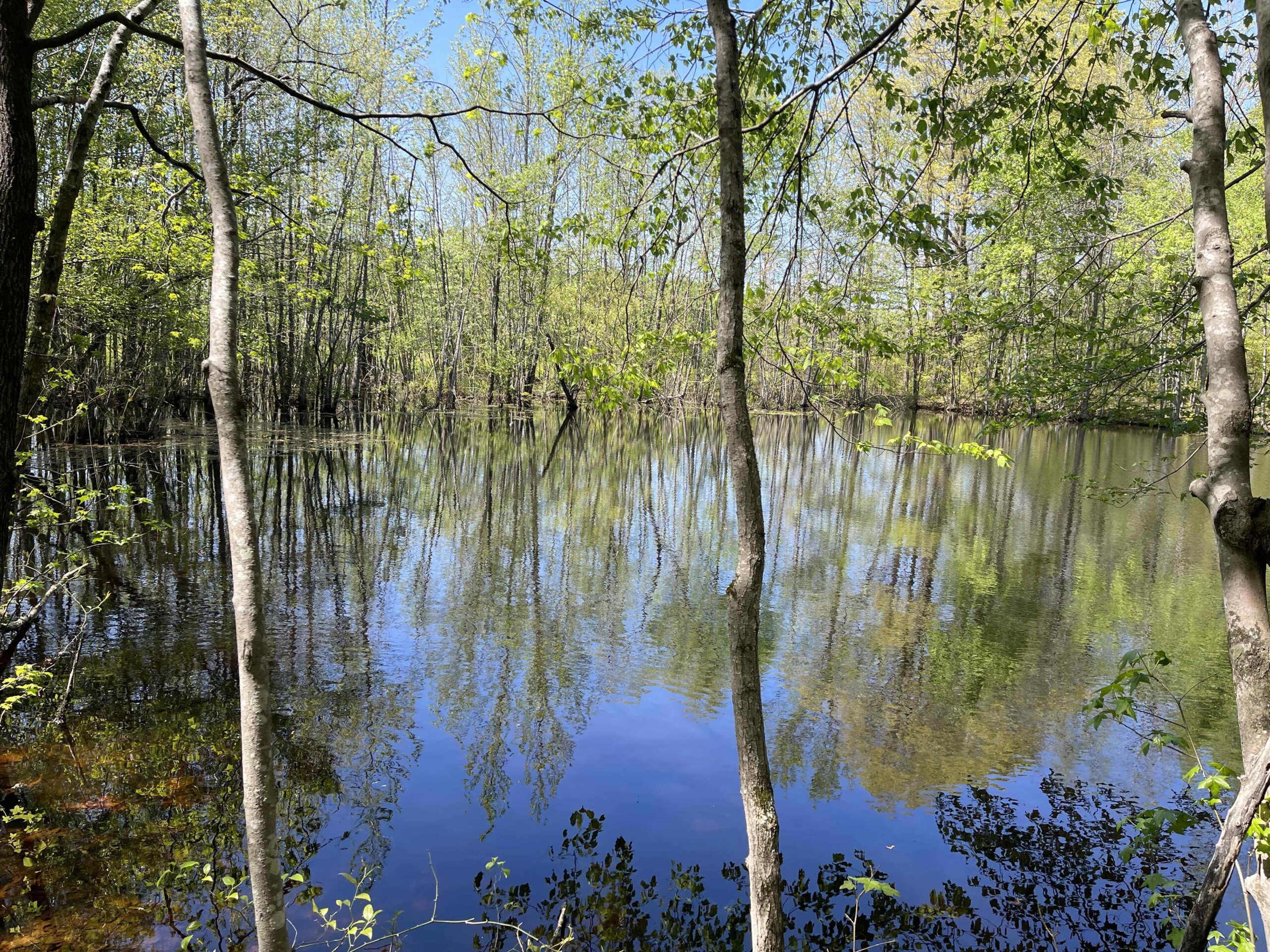 WOODED LAND FOR SALE IN TN, HUNTING LAND, LAND TO BUILD ON IN MCNAIRY COUNTY