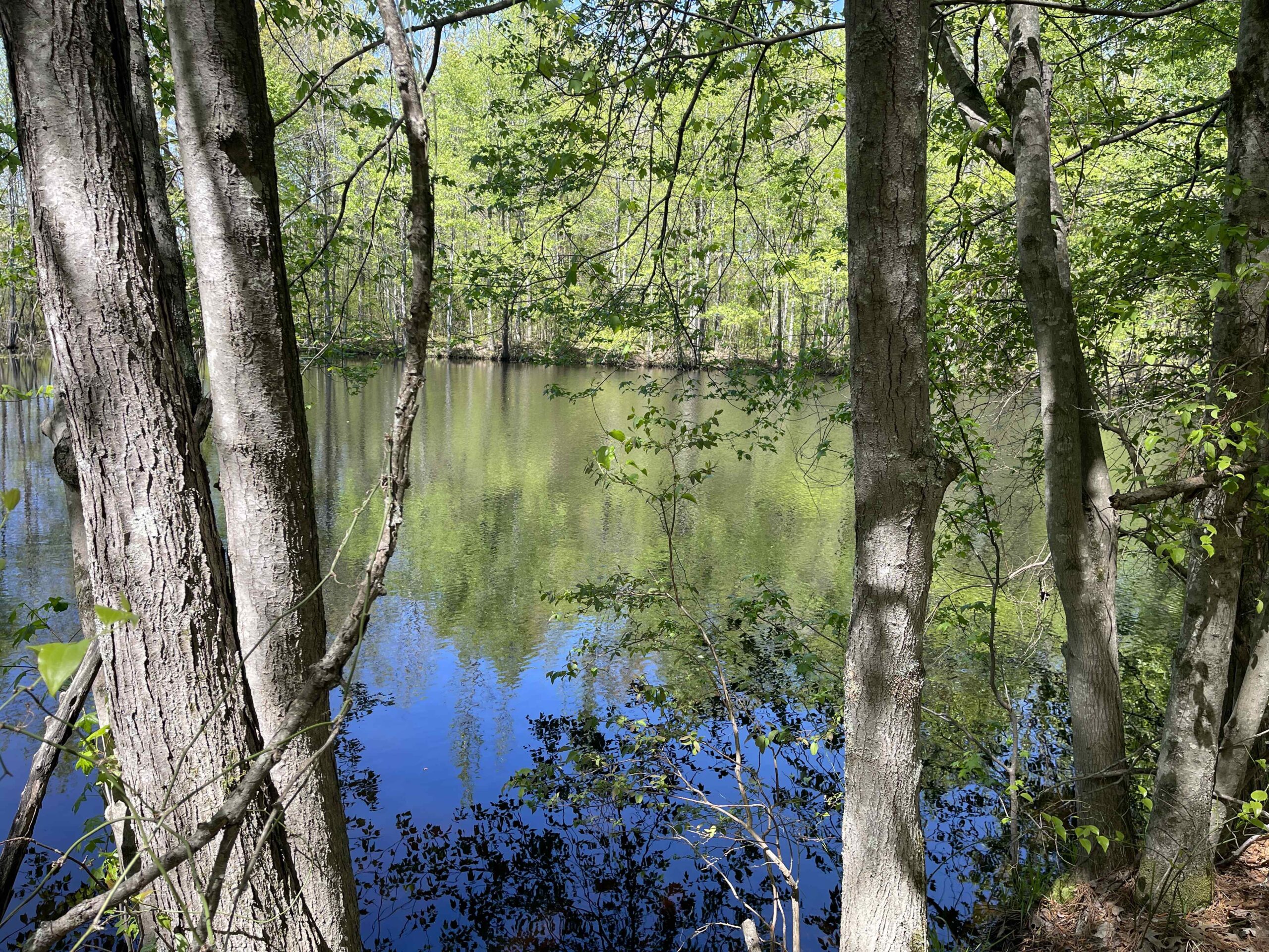 WOODED LAND FOR SALE IN TN, HUNTING LAND, LAND TO BUILD ON IN MCNAIRY COUNTY
