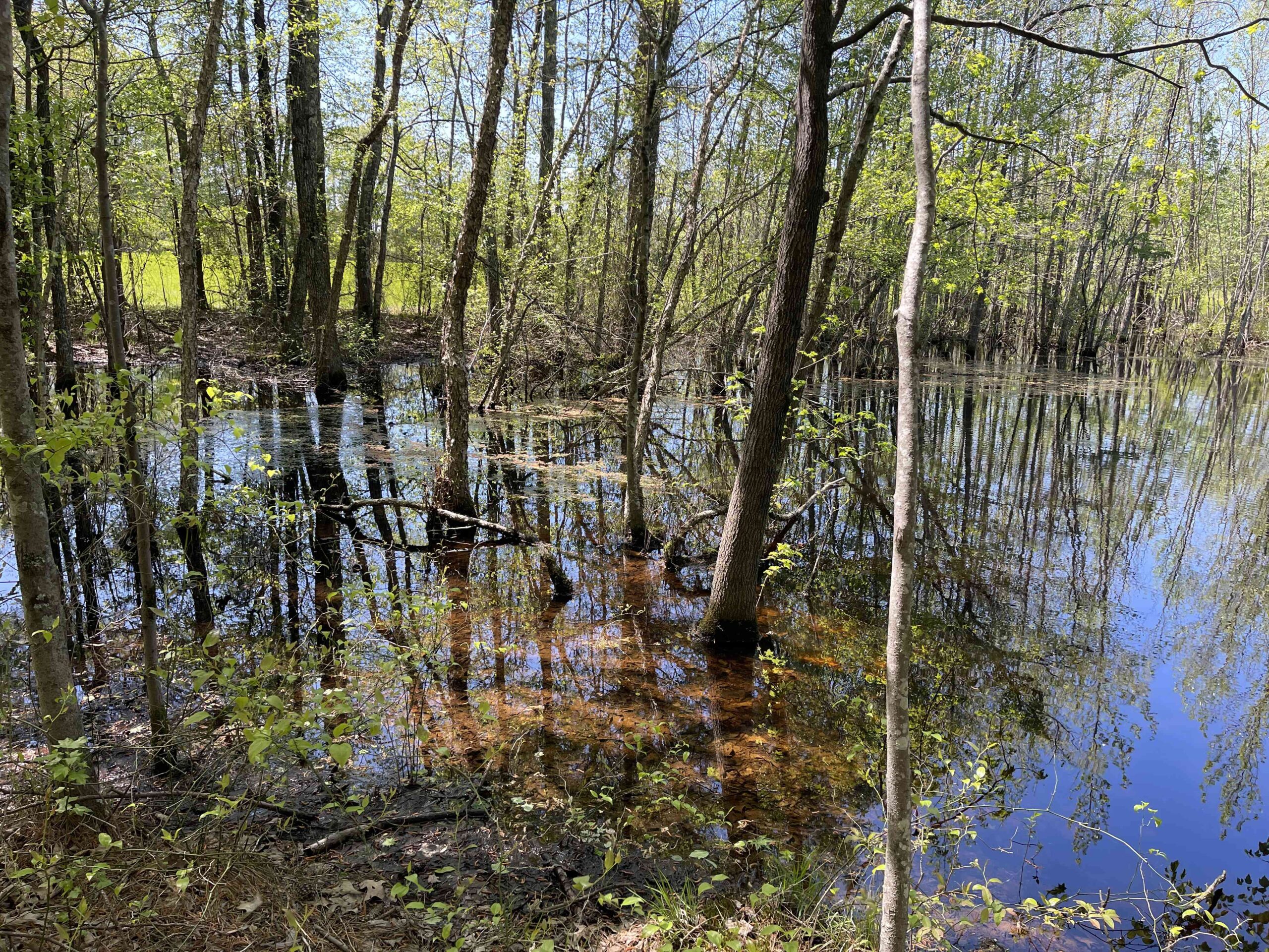 WOODED LAND FOR SALE IN TN, HUNTING LAND, LAND TO BUILD ON IN MCNAIRY COUNTY