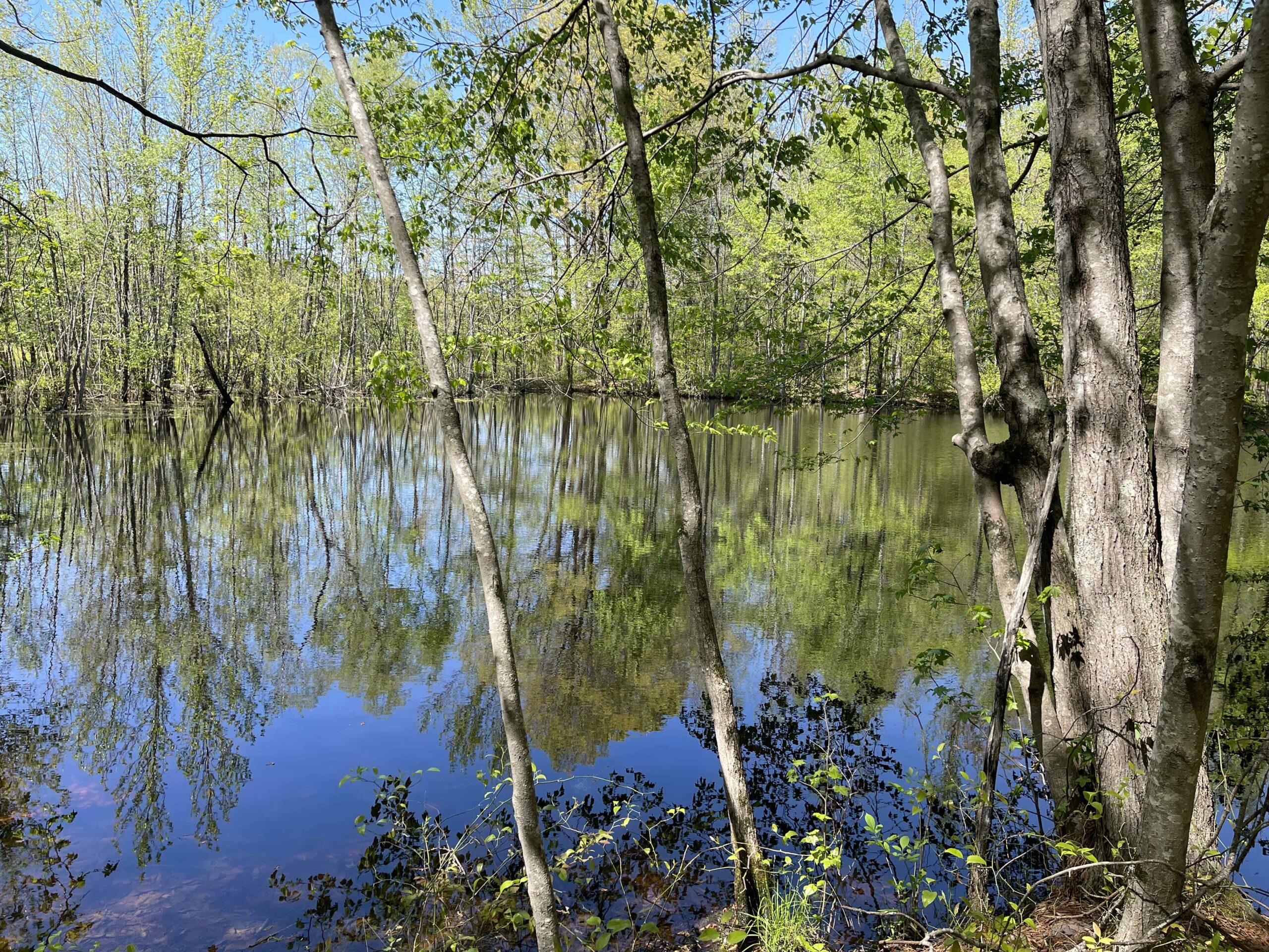 WOODED LAND FOR SALE IN TN, HUNTING LAND, LAND TO BUILD ON IN MCNAIRY COUNTY