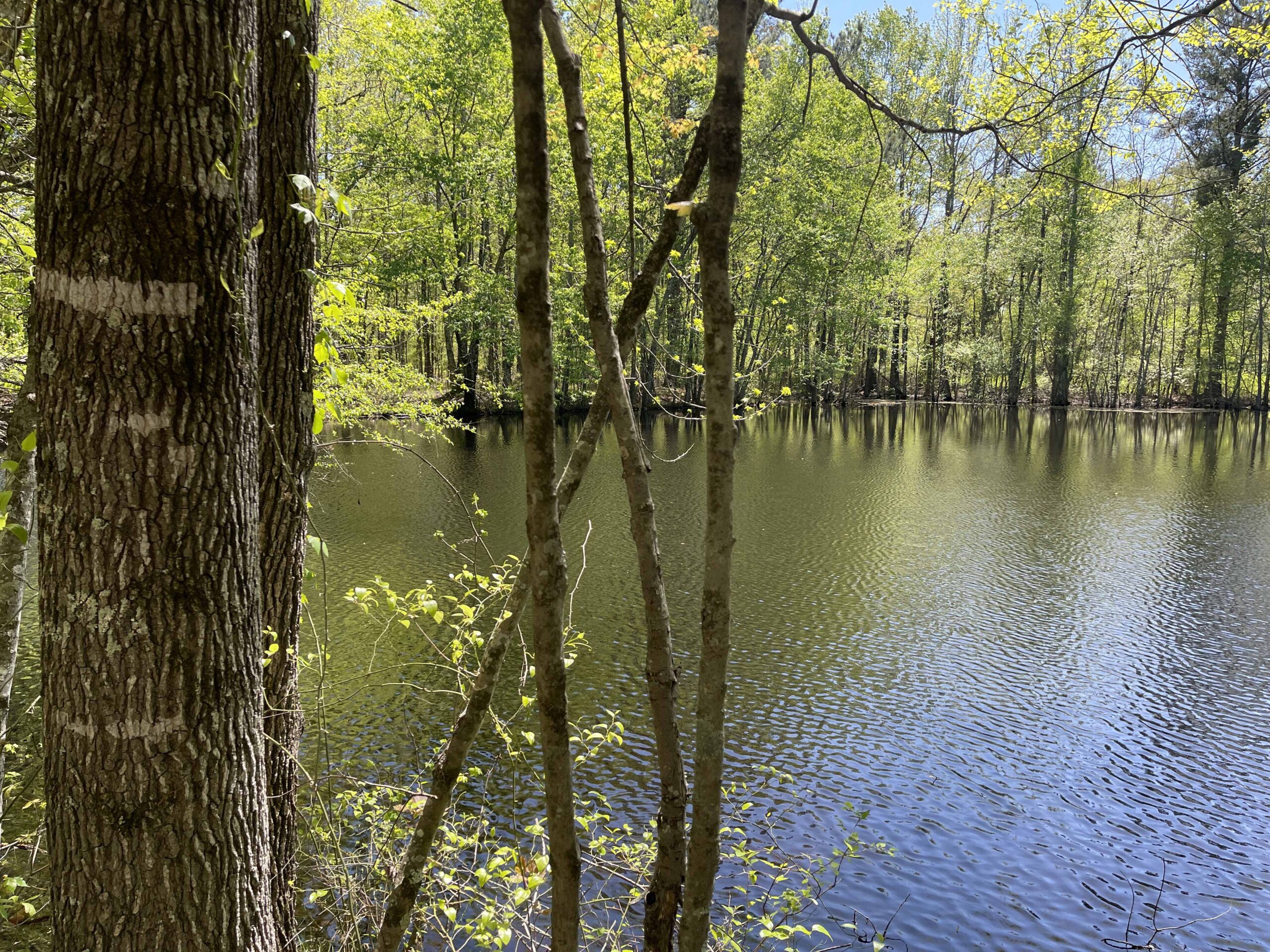 WOODED LAND FOR SALE IN TN, HUNTING LAND, LAND TO BUILD ON IN MCNAIRY COUNTY