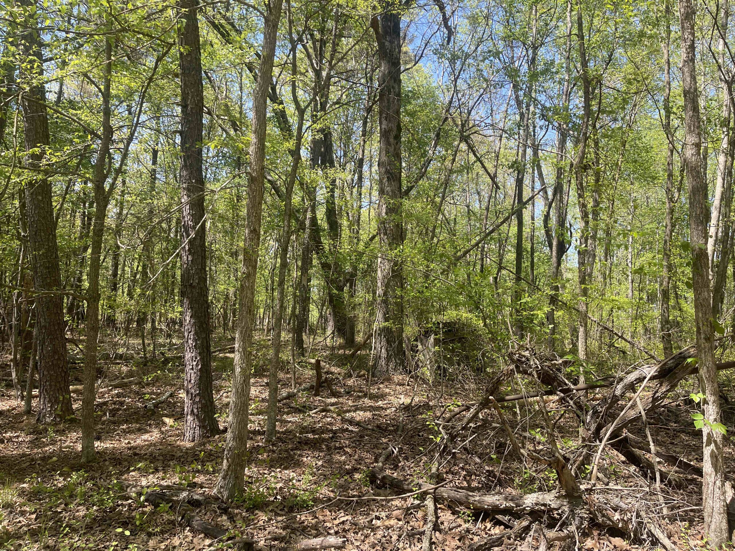 WOODED LAND FOR SALE IN TN, HUNTING LAND, LAND TO BUILD ON IN MCNAIRY COUNTY