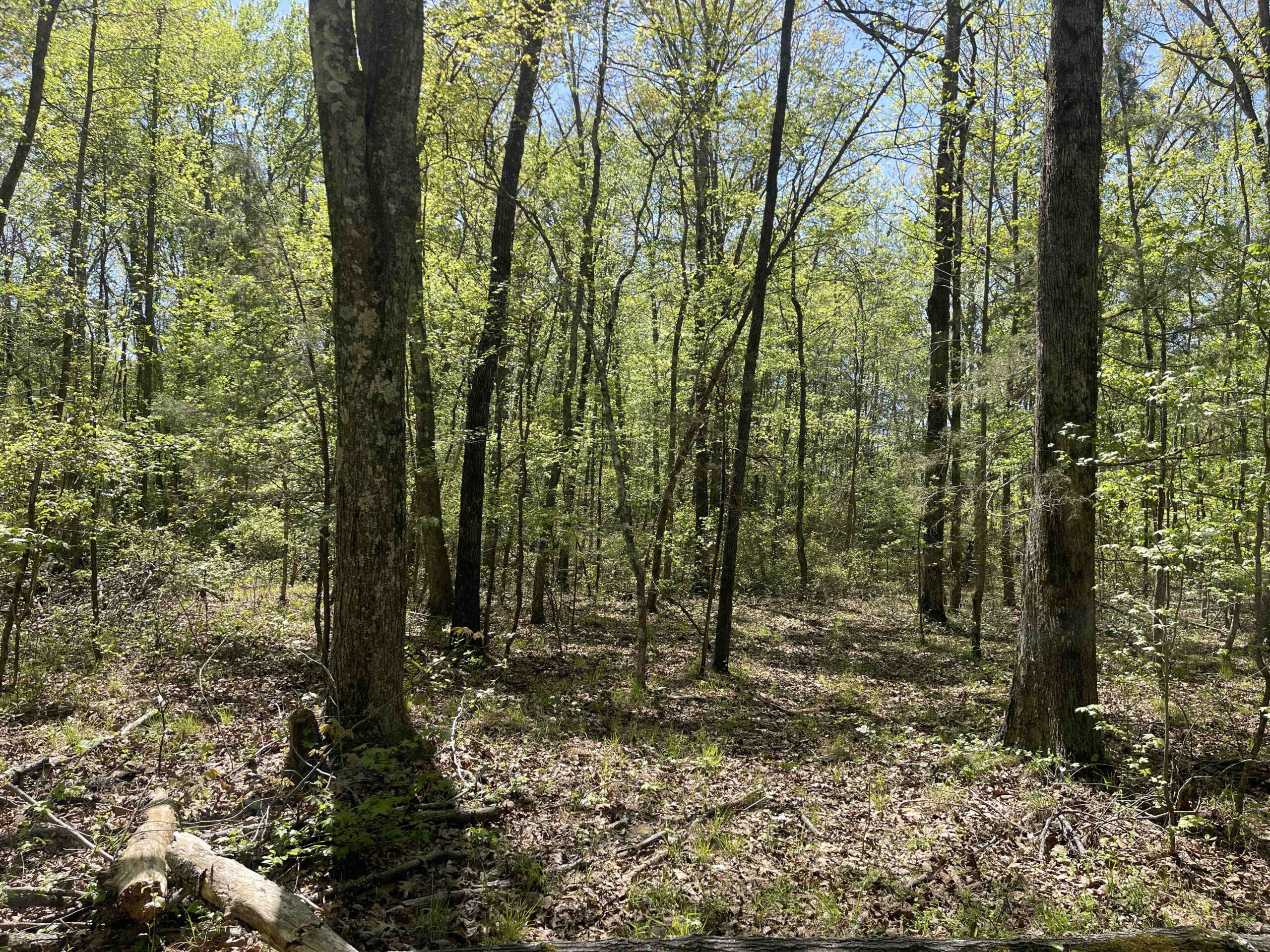 WOODED LAND FOR SALE IN TN, HUNTING LAND, LAND TO BUILD ON IN MCNAIRY COUNTY