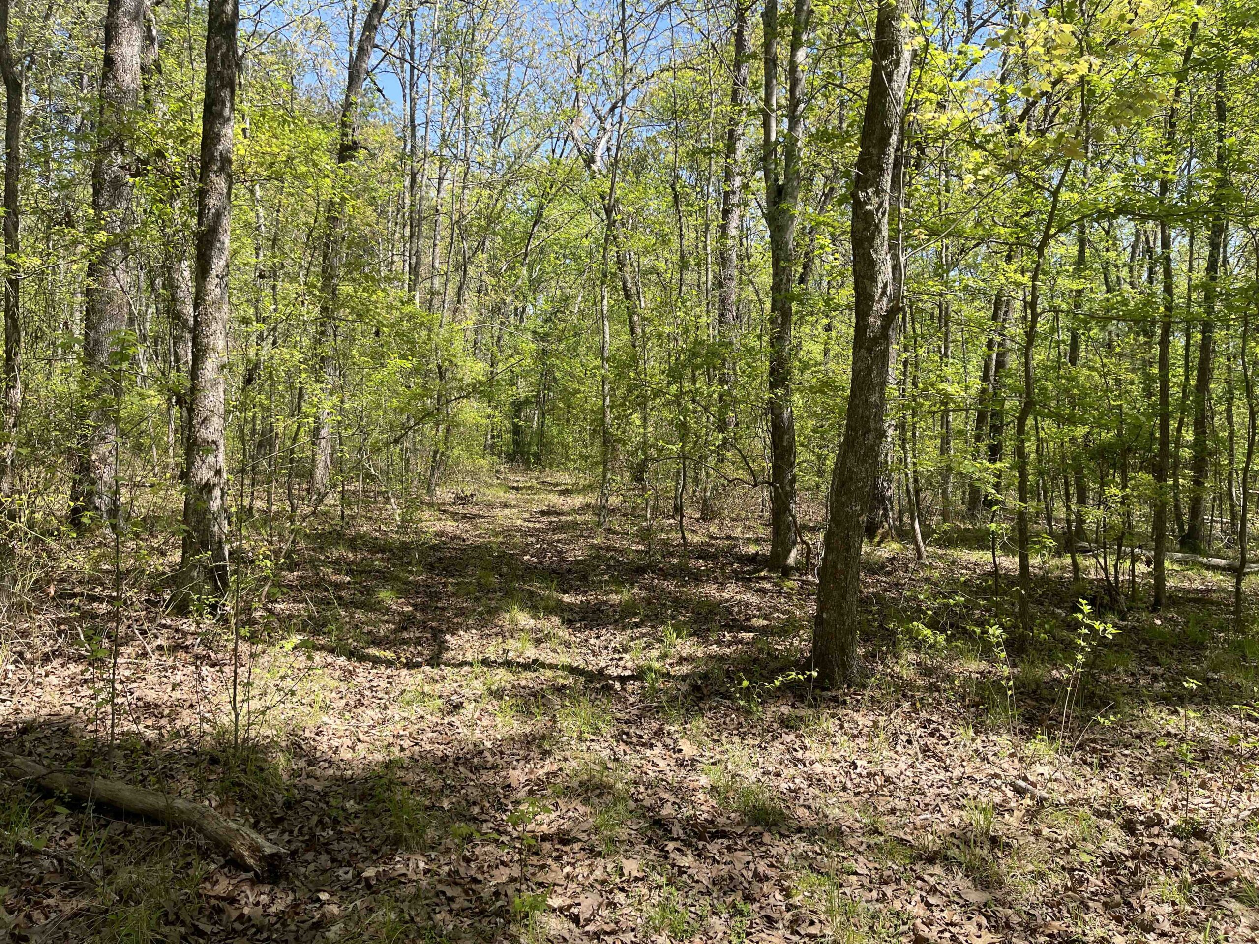 WOODED LAND FOR SALE IN TN, HUNTING LAND, LAND TO BUILD ON IN MCNAIRY COUNTY