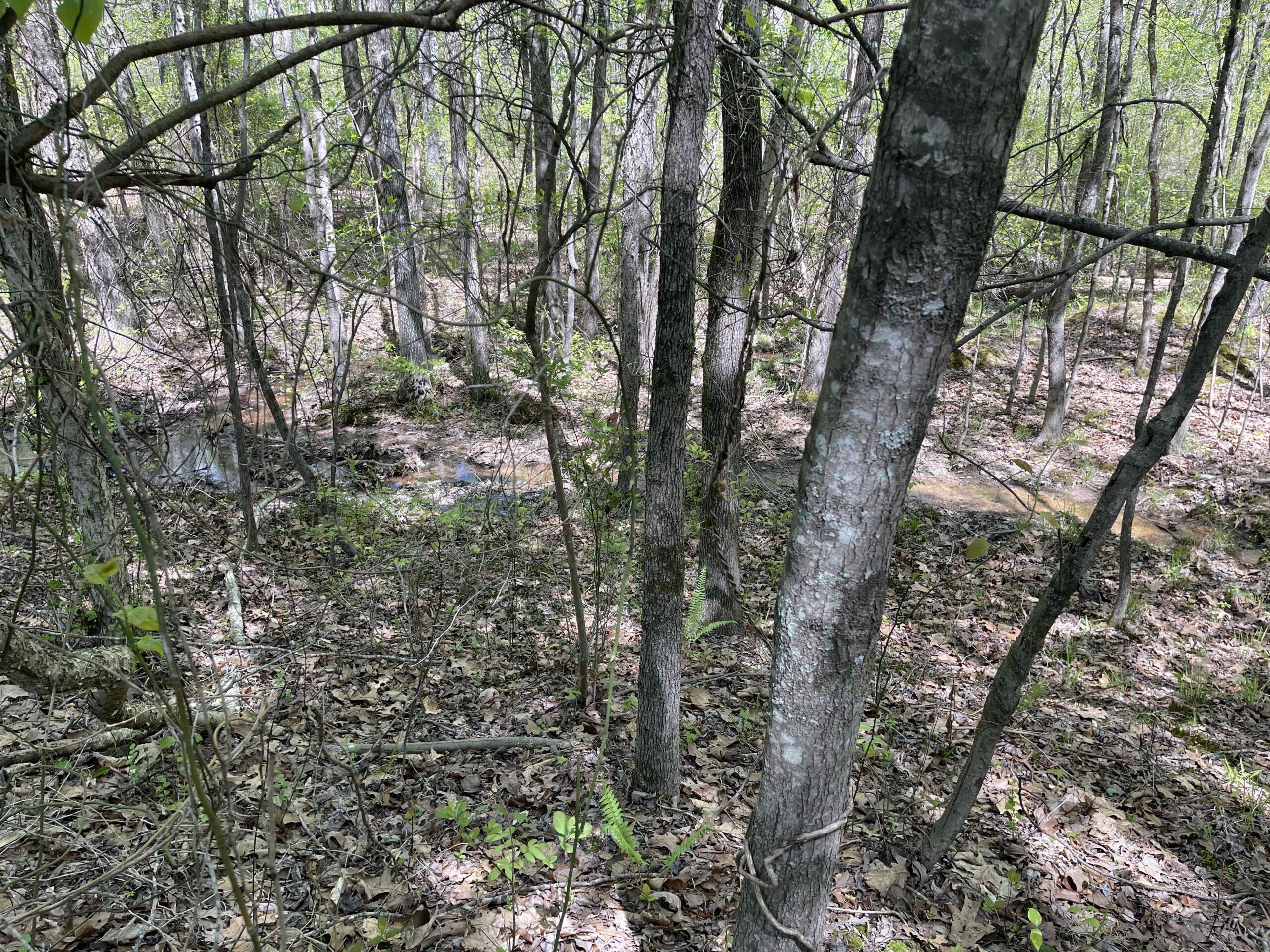 WOODED LAND FOR SALE IN TN, HUNTING LAND, LAND TO BUILD ON IN MCNAIRY COUNTY